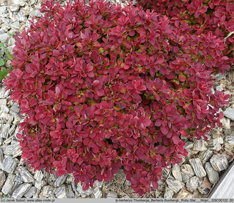 Berberis thunbergii Ruby Star