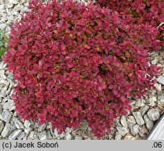 Berberis thunbergii Ruby Star