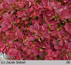 Berberis thunbergii Ruby Star