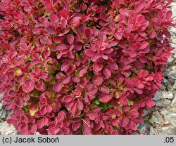 Berberis thunbergii Ruby Star