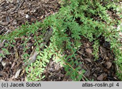 Berberis wilsoniae (berberys Wilsonowej)