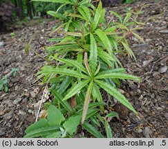 Berberis sanguinea (berberys krwisty)