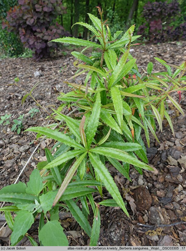 Berberis sanguinea (berberys krwisty)