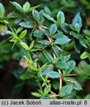 Berberis candidula (berberys sinawy)