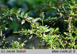 Berberis candidula (berberys sinawy)