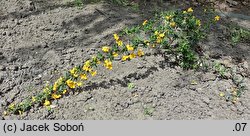 Berberis ×stenophylla (berberys wąskolistny)