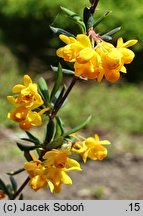 Berberis ×stenophylla (berberys wąskolistny)