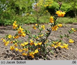 Berberis ×stenophylla (berberys wąskolistny)