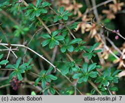 Berberis aggregata (berberys wiązkowy)