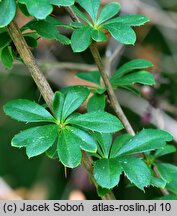 Berberis aggregata (berberys wiązkowy)