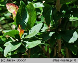 Berberis concinna (berberys wyszukany)