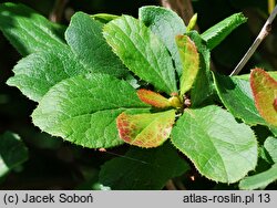 Berberis concinna (berberys wyszukany)