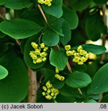 Berberis concinna (berberys wyszukany)