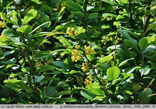 Berberis concinna (berberys wyszukany)