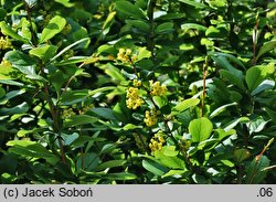 Berberis concinna (berberys wyszukany)