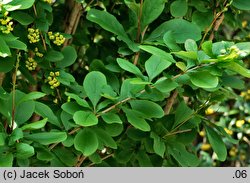 Berberis concinna (berberys wyszukany)