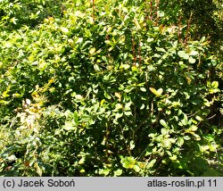 Berberis concinna (berberys wyszukany)