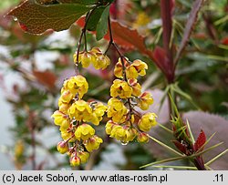 Berberis vulgaris (berberys zwyczajny)