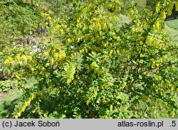 Berberis Profesor Sękowski