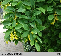 Berberis ‘Profesor Sękowski’