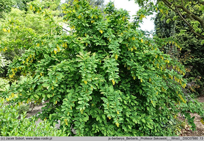 Berberis cv. Profesor Sękowski