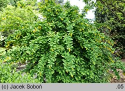 Berberis ‘Profesor Sękowski’