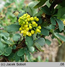 Berberis arido-calida