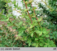 Berberis arido-calida