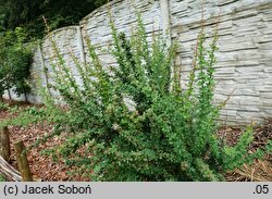 Berberis arido-calida