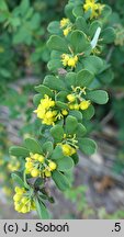 Berberis arido-calida