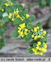 Berberis arido-calida