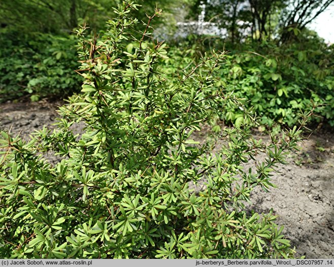 Berberis parvifolia (berberys drobnolistny)