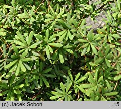 Berberis parvifolia (berberys drobnolistny)