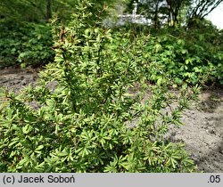 Berberis parvifolia (berberys drobnolistny)