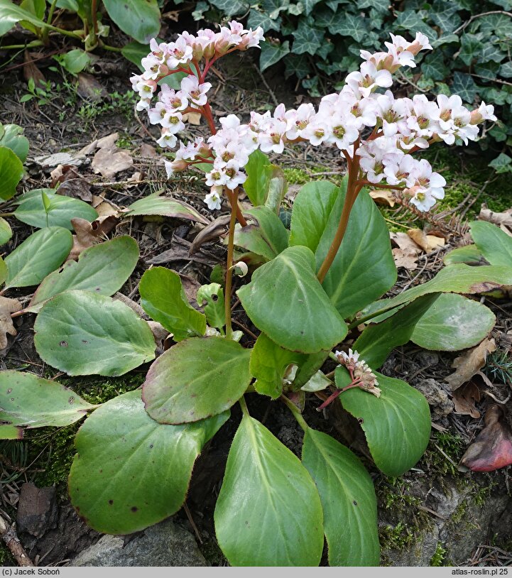 Bergenia Bressingham White