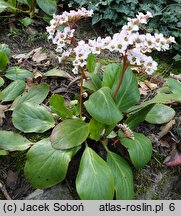 Bergenia Bressingham White