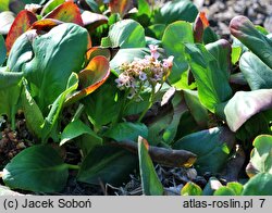 Bergenia Bressingham White