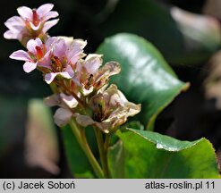 Bergenia Bressingham White