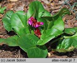 Bergenia Eroica