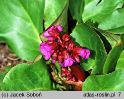 Bergenia Eroica