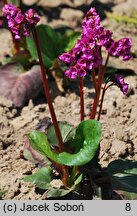 Bergenia Eroica