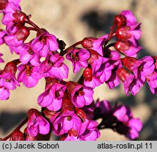 Bergenia Eroica