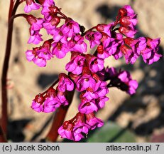 Bergenia Eroica