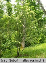 Sambucus nigra Laciniata