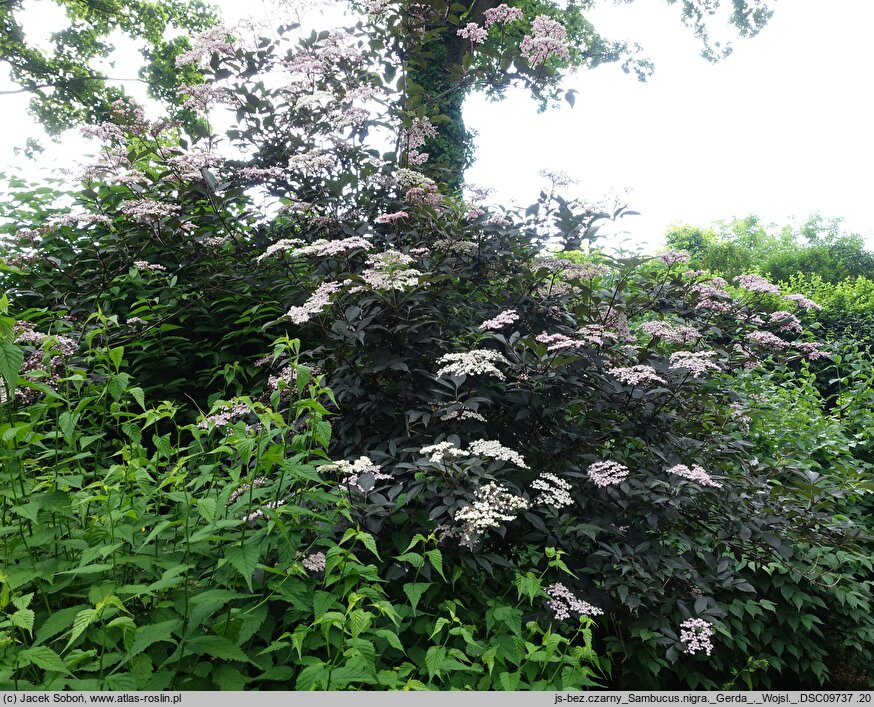 Sambucus nigra Gerda