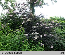 Sambucus nigra Gerda