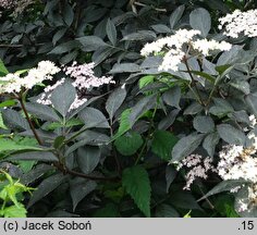 Sambucus nigra Gerda