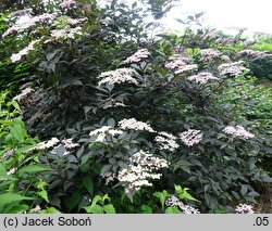 Sambucus nigra Gerda