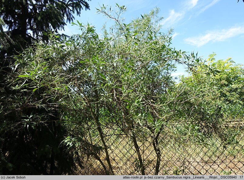 Sambucus nigra Linearis