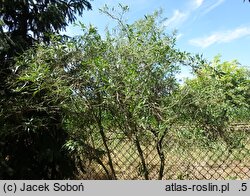 Sambucus nigra Linearis